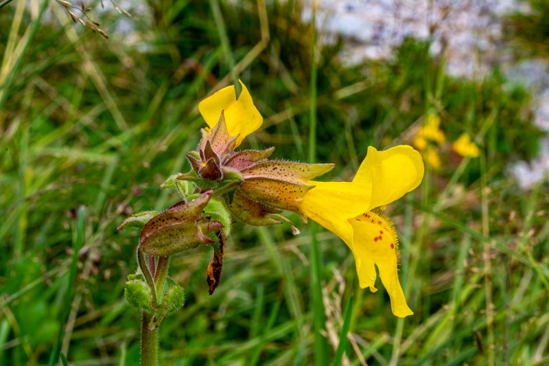 Erythranthe guttata = minulus guttatus  (Phrymaceae)